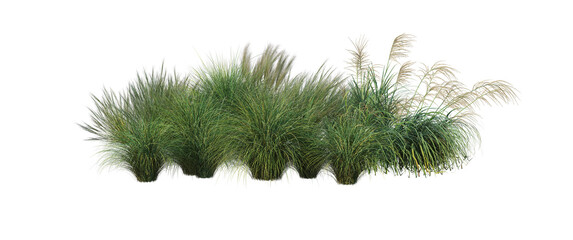 Wall Mural - Grass on a transparent background
