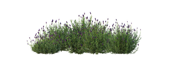 Shrubs and flower on a transparent background
