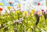 Fototapeta Maki - Piękne, kolorowe polne kwiaty, maki i chabry na tle niebieskiego nieba