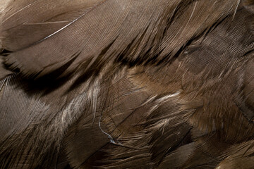 Wall Mural - hawk feathers with visible detail. background or texture