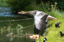 The Flying Greylag Goose, Anser Anser Is A Species Of Large Goose