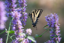 Western Tiger Swallowtail Butterfly In The Nature