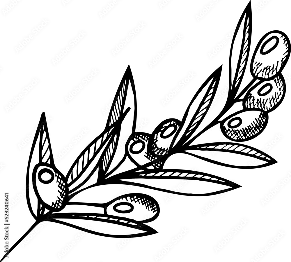 Olive branch hand drawn. Vector illustration in sketch style. Image for ...