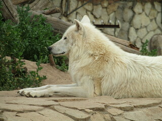 the white wolf