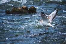 Seagull Chick Hovering Over Water.
