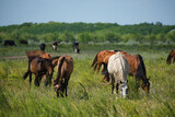 Fototapeta Konie - Herd horses and herd of cows background graze in meadow.