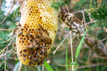 Honey Bee Hive Being Constructed On A Tree Branch In The Wild. 