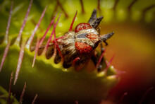 Dionaea Carnivorous Plant In Macro Photo With Fly Captured In Selective Focus