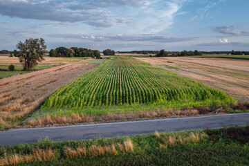 Canvas Print - Aerial drone photo of maize field in Mazowsze region of Poland