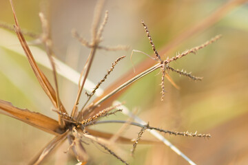 warm color grass macro 