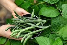 Hands Holding Stainless Steel Bowl Filled With Freshly Harvested Green Rattlesnake Pole Beans From Garden