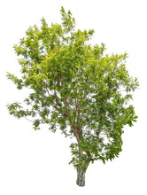 Tree On Transparent Background, Real Tree Green Leaf Isolate Die Cut Png File