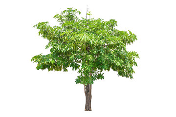 Wall Mural - tree on transparent background, real tree green leaf isolate die cut png file