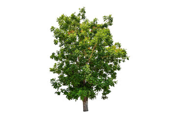 Wall Mural - tree on transparent background, real tree green leaf isolate die cut png file