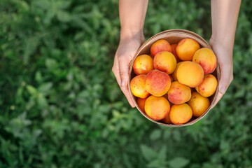 top view of basket with apricots in female hands