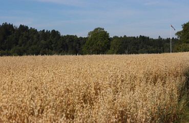 grain field