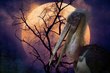 Lesser Adjutant Stork Bird Standing Over Dead Tree, Full Moon And Spooky Cloudy Sky, Halloween Mystery Concept