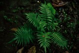 Fototapeta Las - green fern in the forest