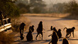 a troop of chacma baboons on the road in the golden hour