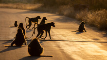 A Troop Of Chacma Baboons On The Road In The Golden Hour