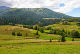 Fototapeta Natura - rural landscape in mountains. grassy pastures on the rolling hills near the forest. warm sunny day in autumn
