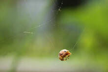 Ladybug Trapped In Spider's Web