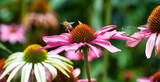 Fototapeta Kwiaty - Pszczoła kwiaty łąka