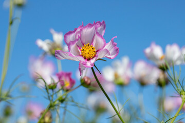 Wall Mural - group of garden cosmos flowers (cosmea bipinnatus) before blue sky.
