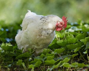 Sticker - White chicken free range in garden