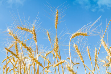 Wall Mural - Field of wheat against the blue sky. Grain farming, ears close-up. Agriculture, growing food.