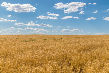 Wall Mural - Golden wheat field with blue sky in the background. Wheat field before harvest.