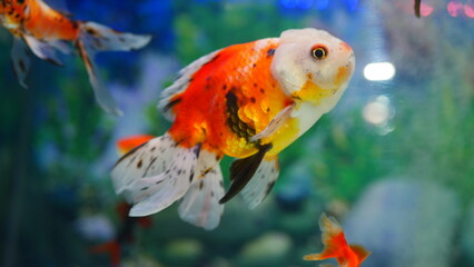 Wall Mural - goldfish swimming in the aquarium with clear water, looks very beautiful