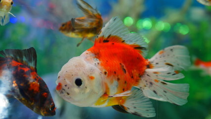 Wall Mural - goldfish swimming in the aquarium with clear water, looks very beautiful