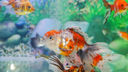 Wall Mural - goldfish swimming in the aquarium with clear water, looks very beautiful