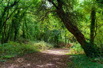 Erdeven forest in Brittany region