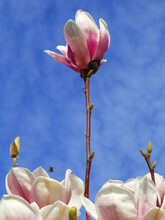 Looking Up At Tall Pink Magnolia Flower With A Bee Flying Around