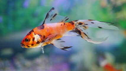 Wall Mural - goldfish swimming in the aquarium with clear water, looks very beautiful