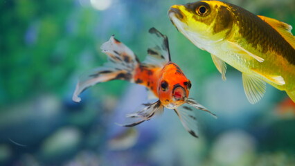 Wall Mural - goldfish swimming in the aquarium with clear water, looks very beautiful