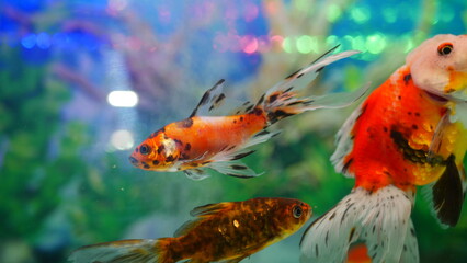 Wall Mural - goldfish swimming in the aquarium with clear water, looks very beautiful