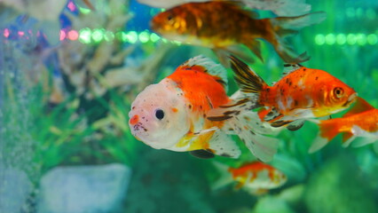 Wall Mural - goldfish swimming in the aquarium with clear water, looks very beautiful