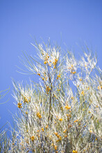 Detail Of Tree With Yellow Flowers Against Blue Sky