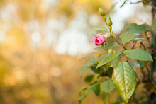 Single Pink Rose Bud In The Afternoon Light