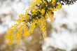 © Austockphoto - Golden wattle blossoms close up with out of focus background