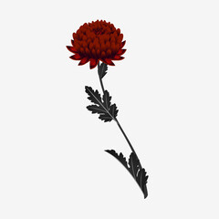 Wall Mural - Chrysanthemum flower on white background, design element.