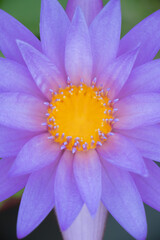 Wall Mural - purple lotus blooming in the morning