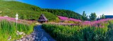 Fototapeta Krajobraz - Hala Gąsienicowa w Tatrach Polskich - kwitnąca Wierzbówka Kiprzyca