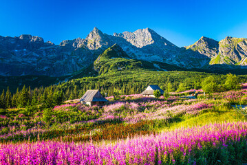 Fototapeta tatry natura dolina krajobraz