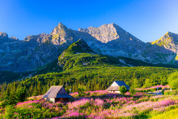 Fototapeta tatry dolina krajobraz zakopane góra