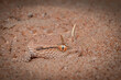 close up of a desert viper or Arabian horned viper  