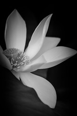 Wall Mural - closeup of lotus flower in black and white